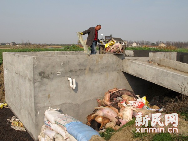 图说：一处“病死畜禽无害化处理池”已经容纳不下源源不断送来的死猪。新民网记者沈文林现场回传