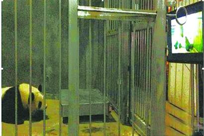 大熊猫不懂房事 视频教它