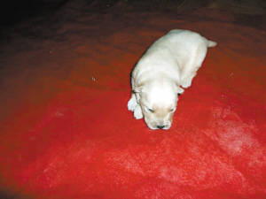 500元买只金毛犬