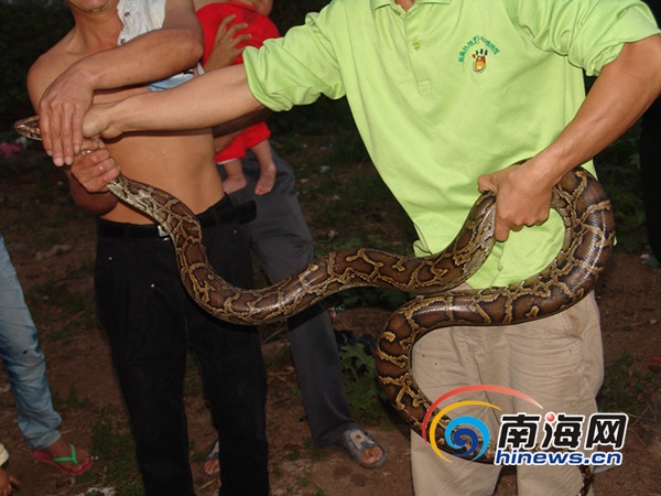 珍稀黑尾蟒饿昏路边 海南野生动植物园施救(图)