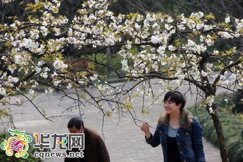 南山植物园樱花节开幕 名字带花的女士可免费