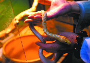 动物园首次成功繁殖最凶蟒蛇