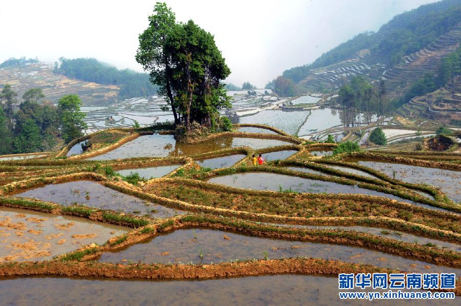 元阳山高水满田