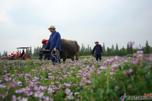 松江石湖荡镇举行荡里赏红花开耕仪式(图)