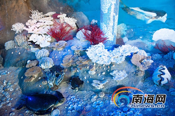 中国最大珊瑚馆在海南陵水分界洲岛开馆