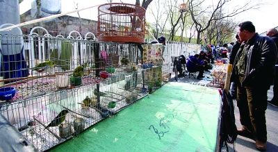 北京十里河暂停观赏鸟交易 3月底前已发通知