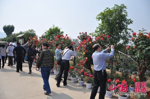 中国月季之乡:月季品种数量之多惊诧宾朋
