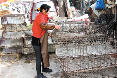 世卫组织：H7N9病毒主要在活禽市场