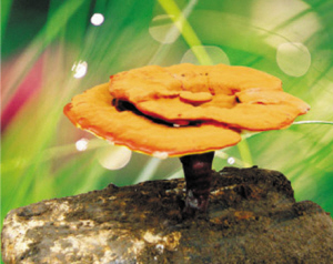 海参能否与灵芝孢子粉同时吃-一天同时吃灵芝