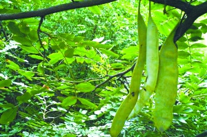 什么状叶茂成语_根深叶茂图片(4)