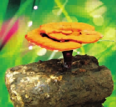 春季不妨服用破壁灵芝孢子粉