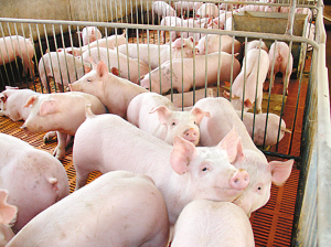 养一头猪亏300元