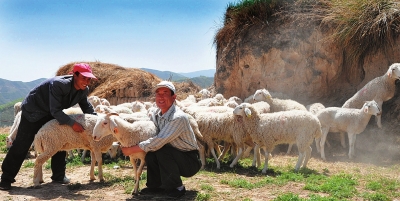 养羊返羔 甘肃贫困乡村有了致富希望(图)