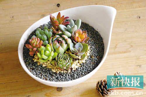多肉植物:微型盆景打造时尚家居新元素
