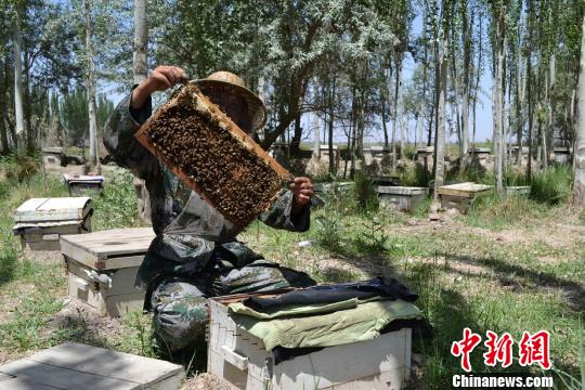 新疆养蜂人逐花香而居 年收入10万元左右