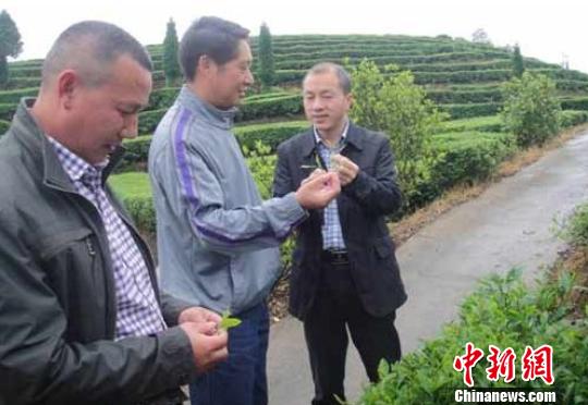 旅美博士后为浙江温州泰顺茶产业发展出谋划策