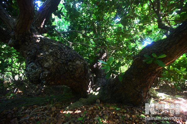 西沙甘泉岛:岛主、古庙、老海棠树