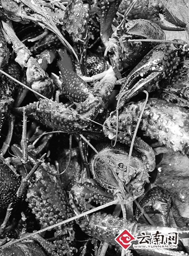 滇管建议捕杀小龙虾 拟写专题报告上报昆明市