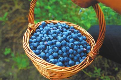 松江泖港蓝莓采摘正当时 蓝莓冰激凌、糕点一