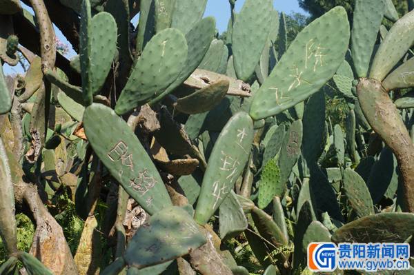 黄果树大瀑布景区 游客到此一游仙人掌很受伤