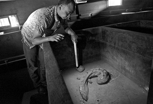 重庆娃娃鱼规模化繁殖技术取得突破