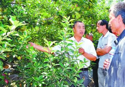 礼县科技局邀请果树专家对果农进行培训(图)