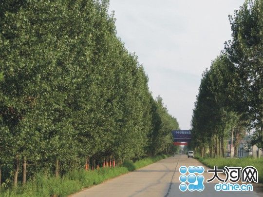 驻马店西平县乡村害虫防治难 杨树成片被吃光