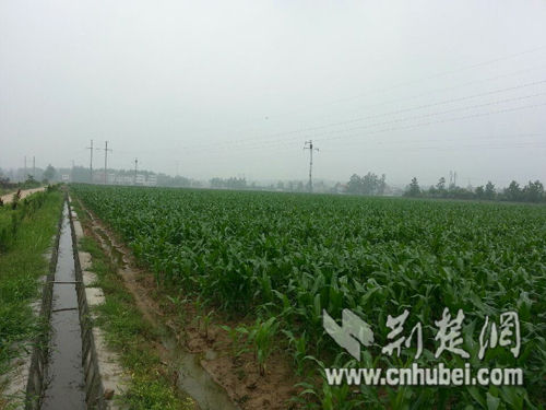 拿学费创业种玉米 恩施大学生在麻城当农场主