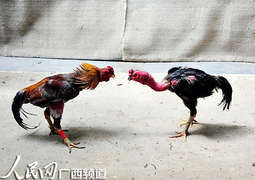 两只斗鸡不甘示弱水立方的网球场图片