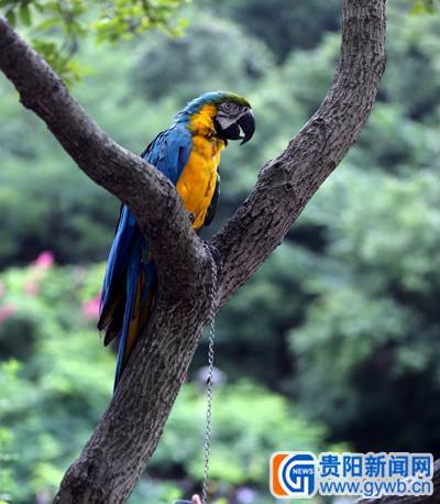 一只金刚鹦鹉会学话要吃的 成黔灵山公园小明