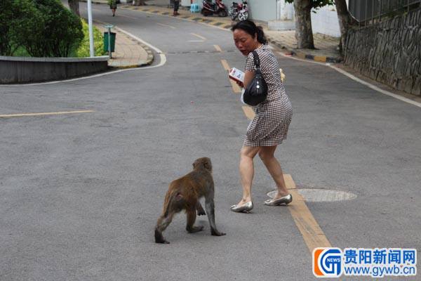 两只顽猴打劫医院食堂 偷吃玉米抢夺食物