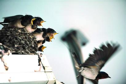 青岛摄像头上燕子窝爆红 5雏鸟激萌引央视来拍