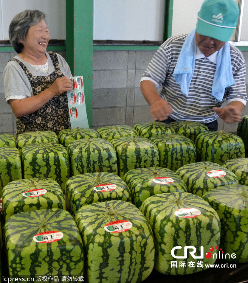 日本香川县方形西瓜走俏莫斯科