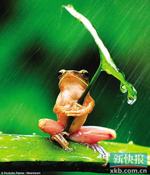 专家:印尼树蛙雨中打伞照系人为摆拍(图)