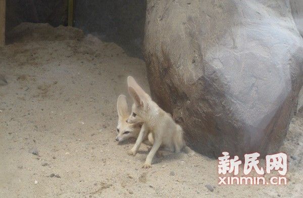 耳廓狐入住野生动物园 精灵大耳惹人爱