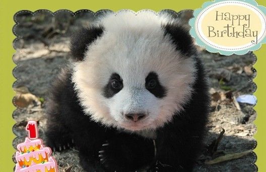 奥运宝宝奥莉奥满一岁 霸气外漏