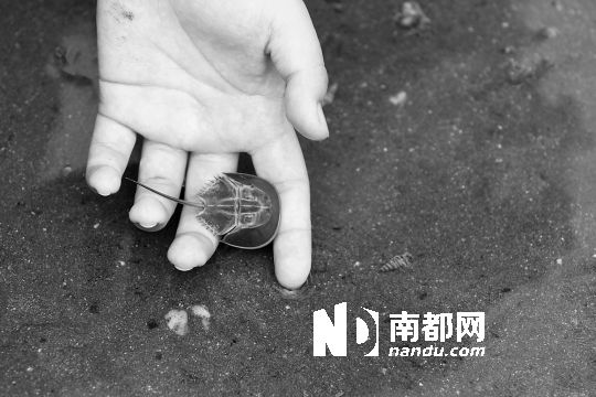 香港中学生放生蓝血动物马蹄蟹