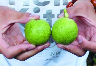 青岛文玩核桃收藏火爆 包树一年36万极品果18万_资讯频道_凤凰网