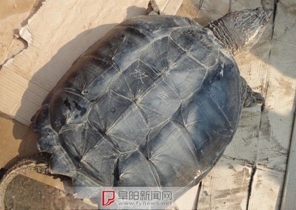 阜阳界首市田营镇惊现千年老龟身长1米(图)