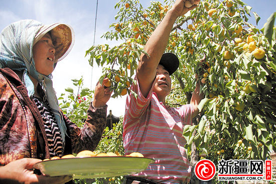 乌鲁木齐:杏花村的杏子熟了