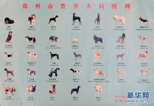 郑州市区建成区内禁养犬收容 或被收养或安乐