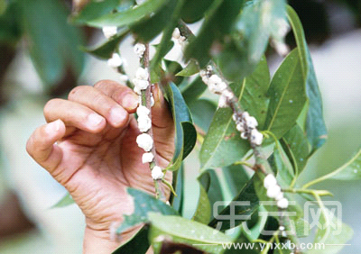 近百棵绿油油的玉兰树上长满了"白棉花",这是花还是害虫?