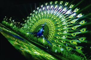 金叶珠宝奇妙的3D全息视频。