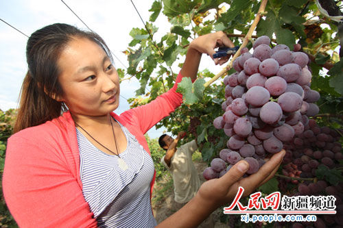 兵团八十三团3000吨红提首次大批量销往东南