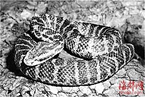 土球子蛇,又被称为草上飞,七寸子.属蝰蛇