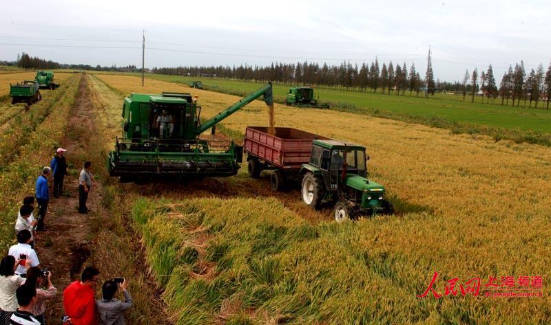 光明米业集团12万亩水稻开镰收割