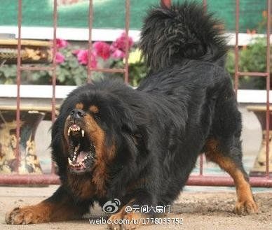 女童被自家犬咬死图片_WWW.66152.COM