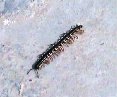 千足虫来了 专家说别怕_资讯频道_凤凰网