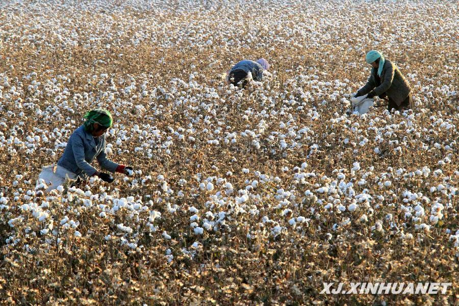 新疆哈密采棉工作收尾