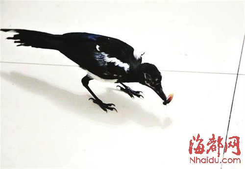 武汉男收养小喜鹊 能在家里抓蟑螂